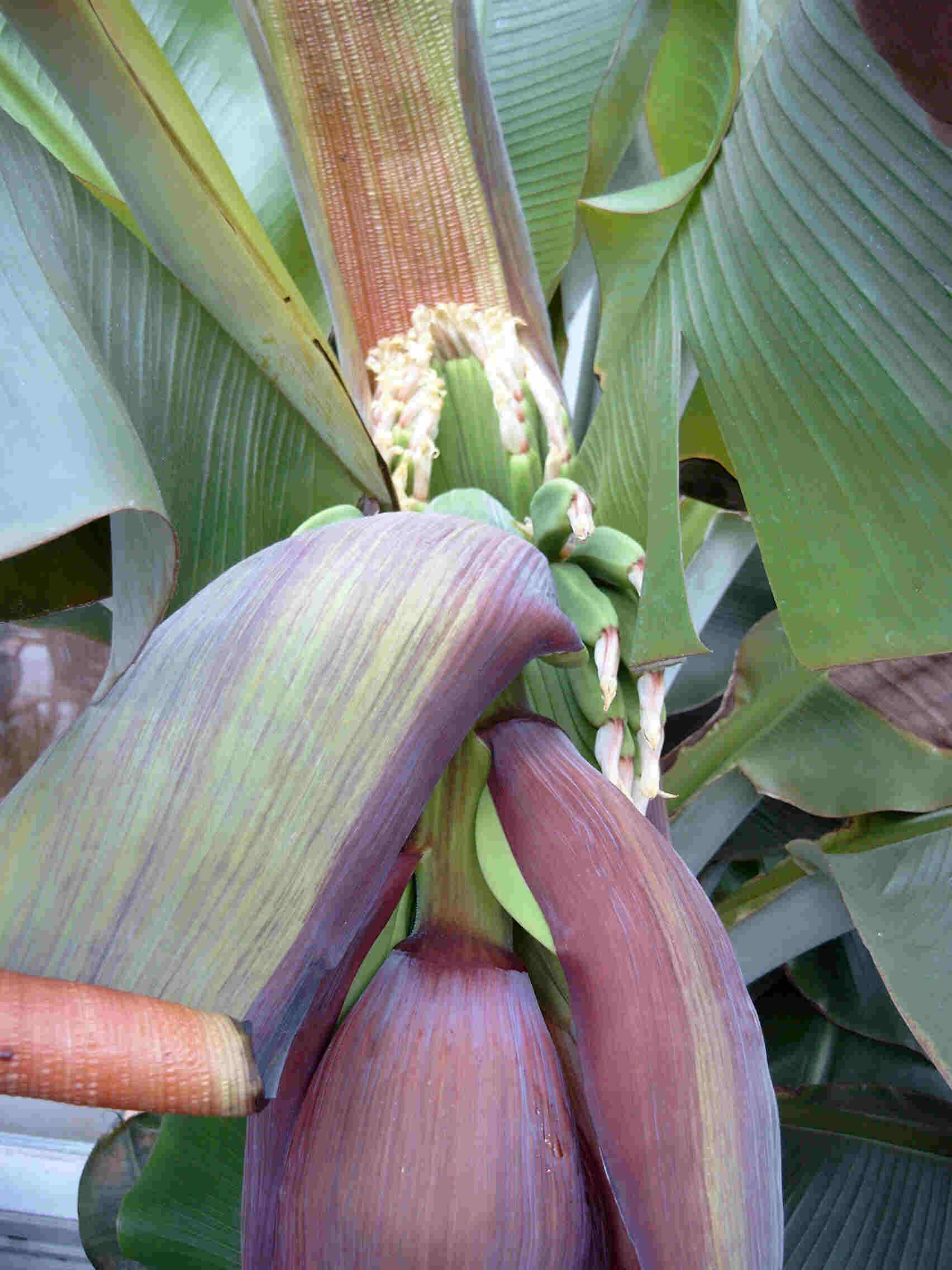 Die Bananenblüte in Nahaufnahme