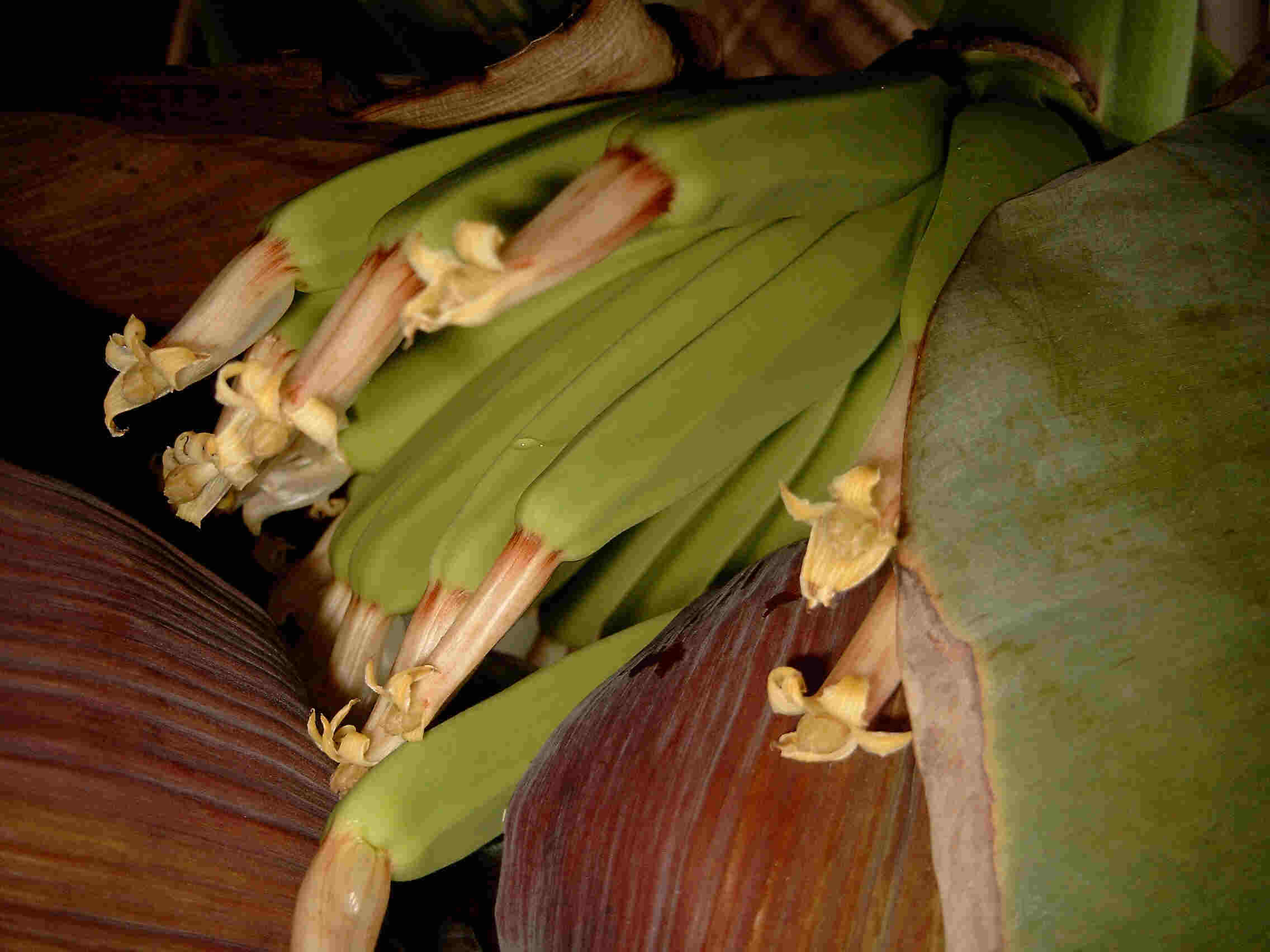 Die Bananen-Früchte in Nahaufnahme