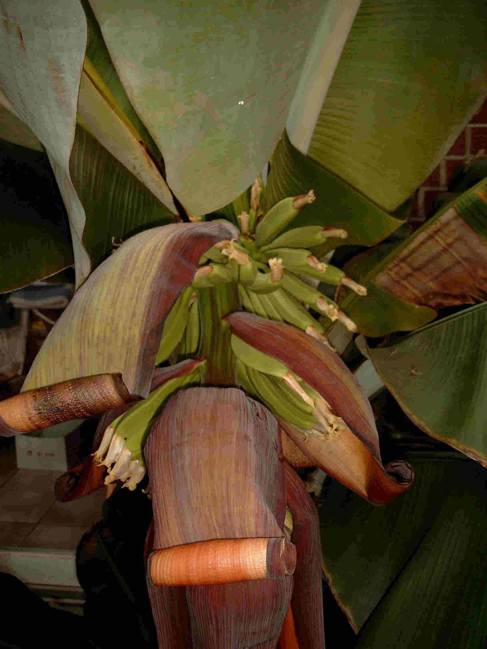 Bananenblüte, Nahaufnahme