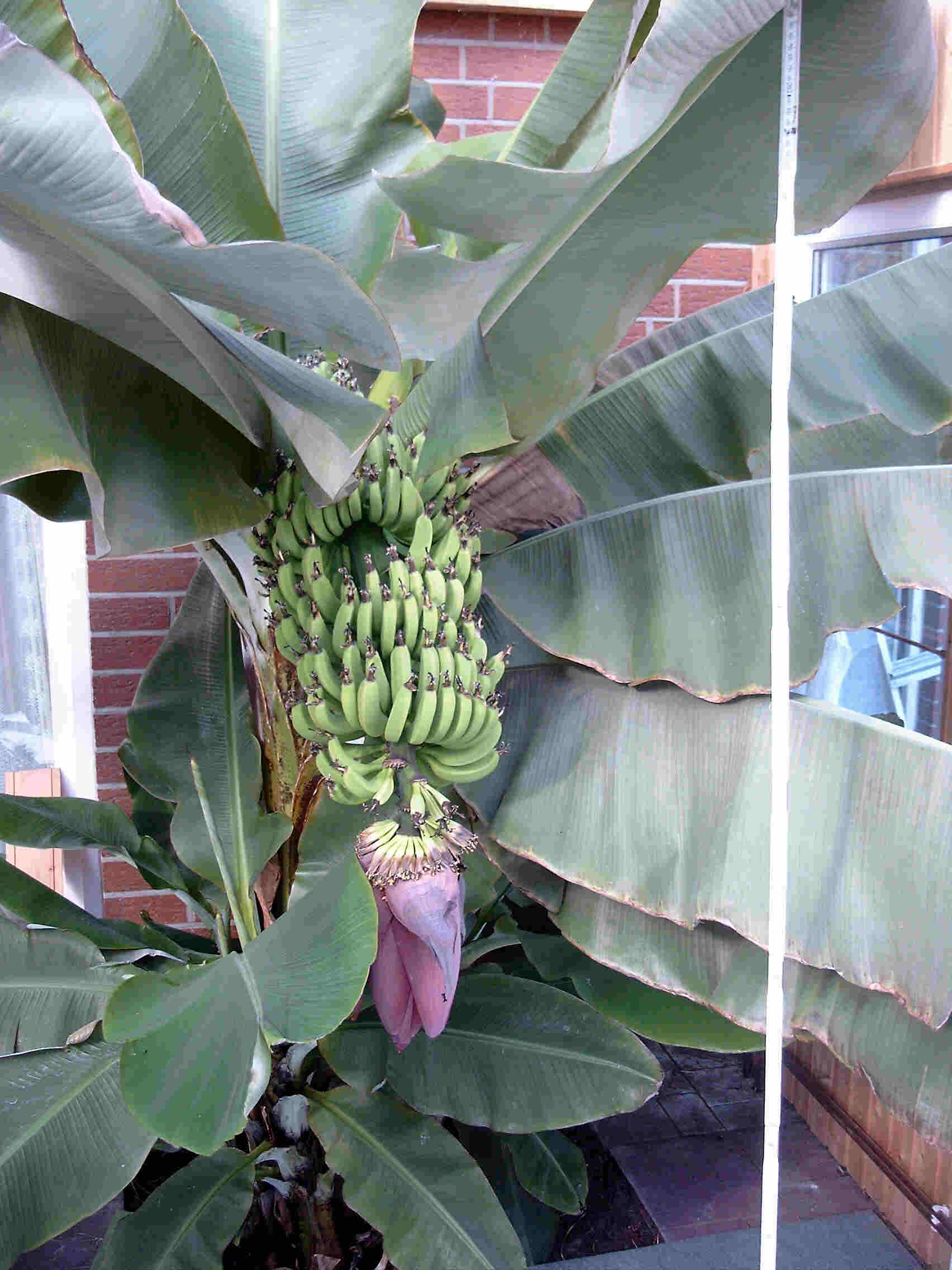 Die Bananenblüte mit Zollstock